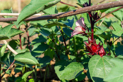 Close-up of red flowering plant