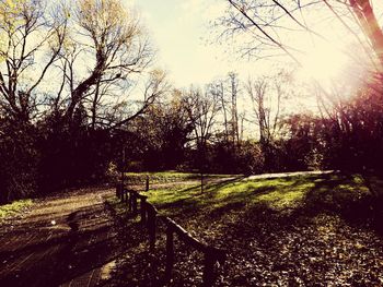 Bare trees on grassy field