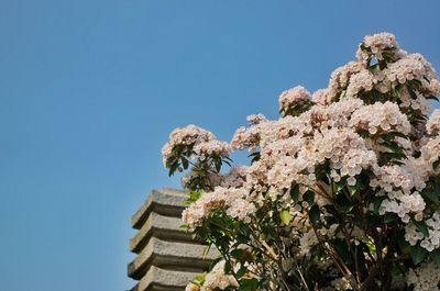 Low angle view of flowers against blue sky