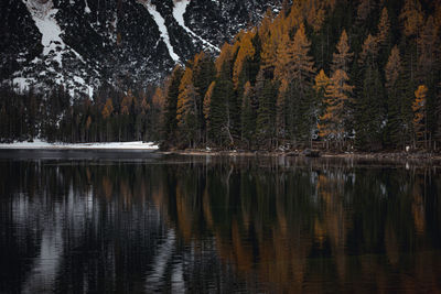 Scenic view of lake in forest