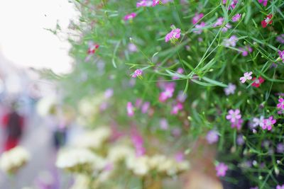Close-up of pink flowering plants in park