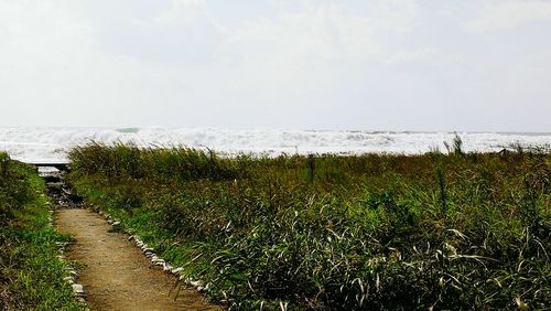 Plants growing on field