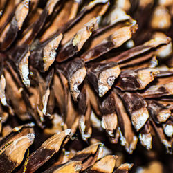 Detail shot of dried food