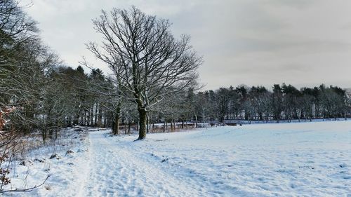 Bare trees on snow covered field