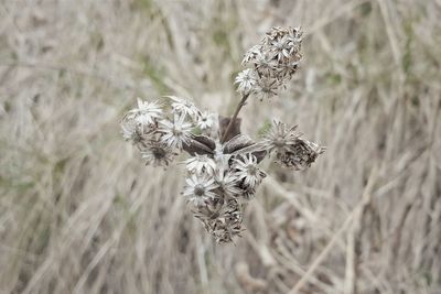 Close up of flowers