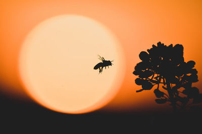Close-up of silhouette insect on plant during sunset