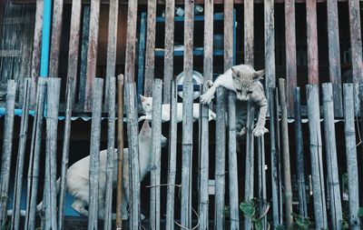 Close-up of goat in cage