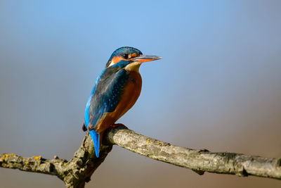 Bird perching on a branch