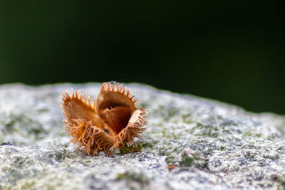 Close-up of dry leaf on land