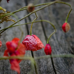 Close-up of red flowering plant