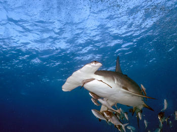 A great hammerhead - sphyrna mokarran - in bimini, bahamas