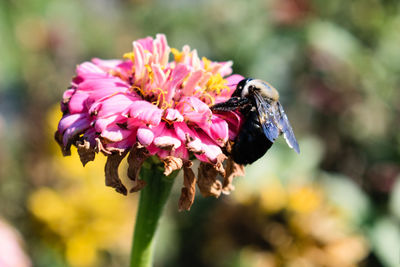 Close-up of bee on pink flower