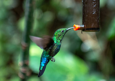 Close-up of bird perching on feeder