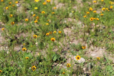 Yellow flowering plants on field