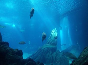 School of fish in aquarium