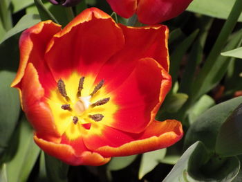 Close-up of red rose flower