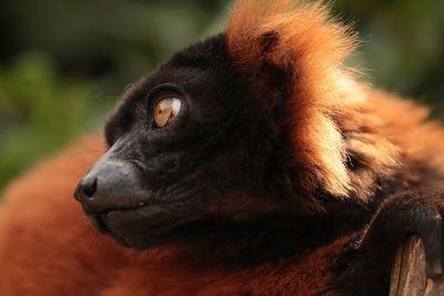 Close-up of a relaxed lemur looking away