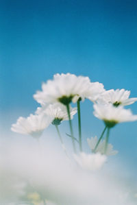 Close-up of white flowering plant against blue sky