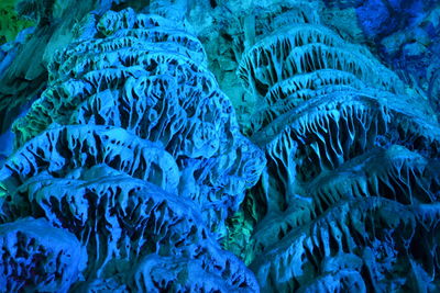 Close-up of coral in sea