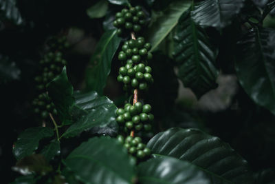Close-up of coffee beans growing on branches