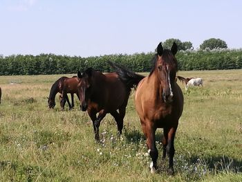 Horses grazing on field against clear sky