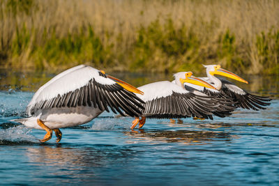 Pelicans in danube delta