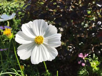 Close-up of white flowers blooming outdoors