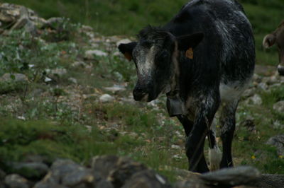 Cow standing in a field