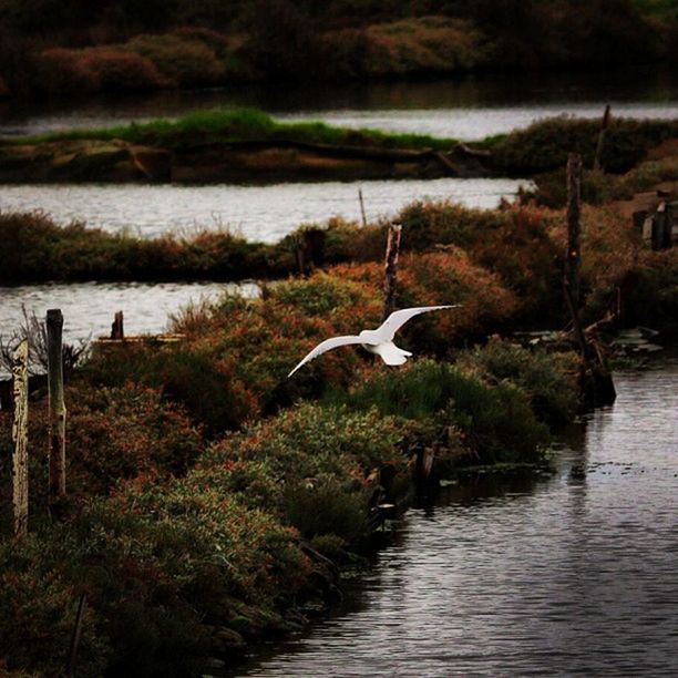 animal themes, bird, water, animals in the wild, wildlife, lake, nature, one animal, river, waterfront, tranquility, tranquil scene, beauty in nature, reflection, plant, outdoors, grass, day, no people, rippled