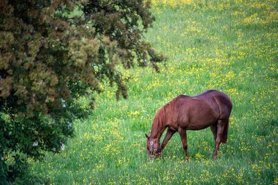 Horse grazing in field