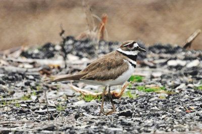 Close-up of bird perching on a land