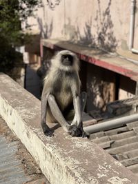 Monkey sitting on retaining wall