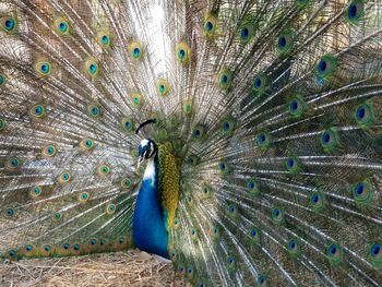 Close-up of peacock