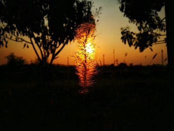 Silhouette trees on field against sky at sunset