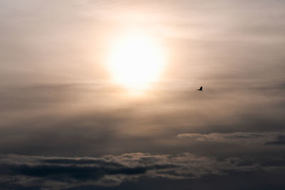 Silhouette of bird flying in sky