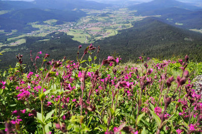 High angle view of pink flowering plants on land