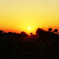 Silhouette plants on field against orange sky