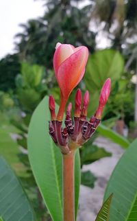 plant
