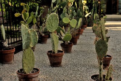 Potted plants in pot