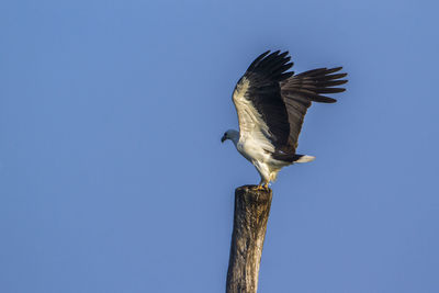 Low angle view of bird flying against clear blue sky