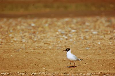 Seagull perching on a beach