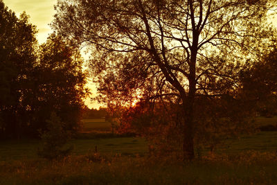 Silhouette trees on field against sky at sunset