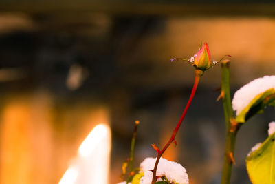 Close-up of red flowers blooming outdoors