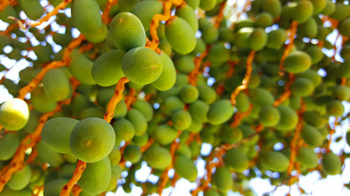 Low angle view of mangoes growing on tree