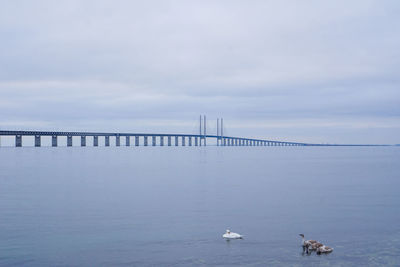 Ducks swimming in front of the öresund bridge againsy the grey sky