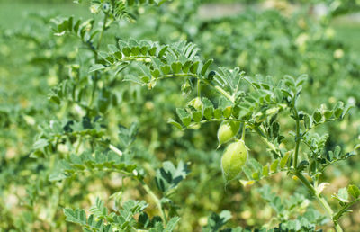 Close-up of fresh green plant in field