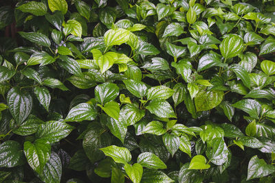 Close up of wildbetel leafbush or piper sarmentosum roxb, chaplo leaves