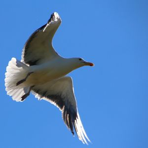 Low angle view of birds flying against blue sky