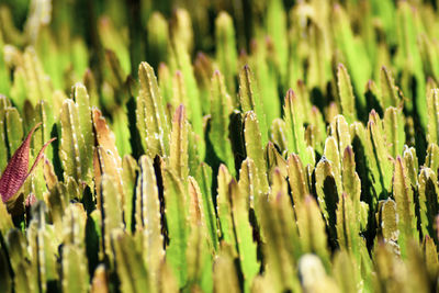 Close-up of plants on field