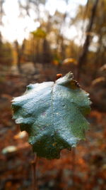 Close-up of snow on tree